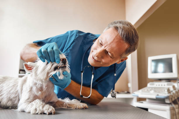 Best Emergency Root Canal Treatment in East Franklin, NJ
